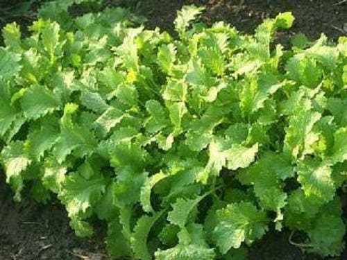 Brown Mustard seeds Brassica juncea producing leafy mustard plants