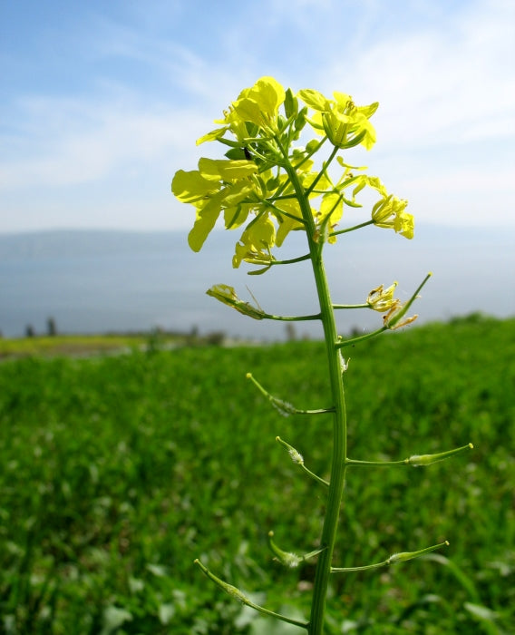 Brown Mustard seeds thriving in container and raised bed gardens