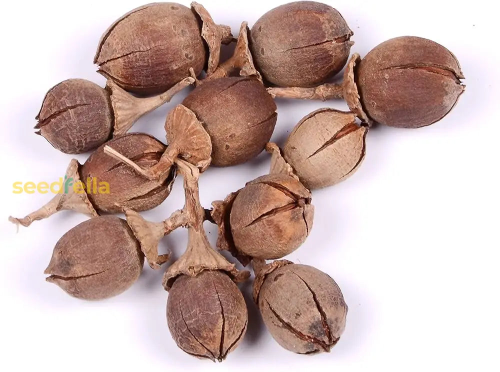 Brown Myrtle Seeds – Ornamental Evergreen Tree for Gardens