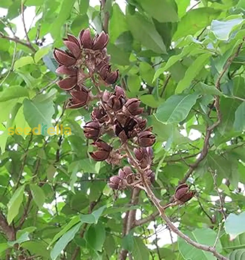 Brown Myrtle Tree Seeds For Planting Herb