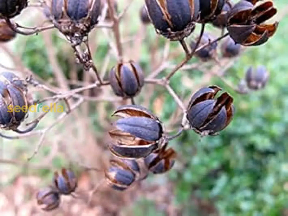 Brown Myrtle Tree Seeds For Planting Herb