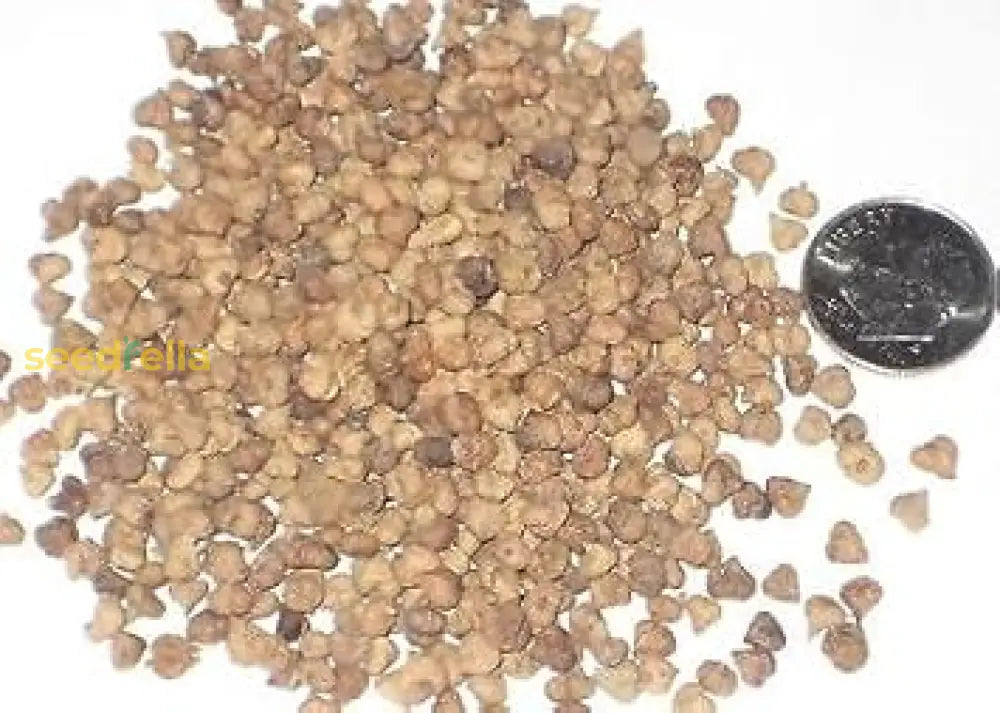 Brown Nirgundi Seeds for Planting – Non-GMO Vitex Negundo Variety