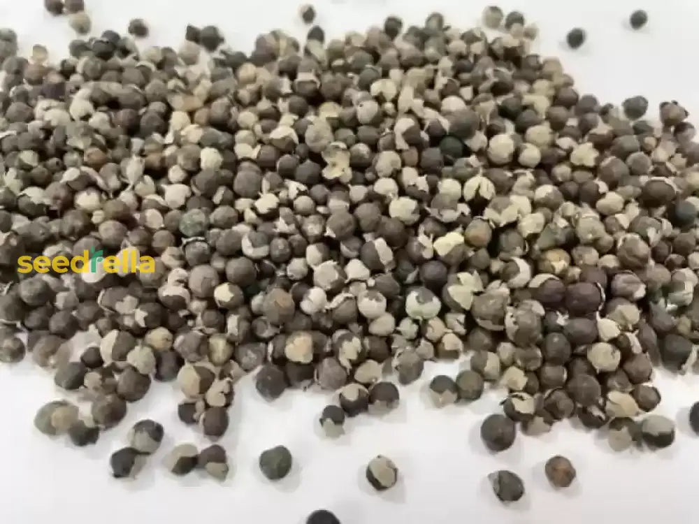 Brown Nirgundi Seeds Planting Guide Herb