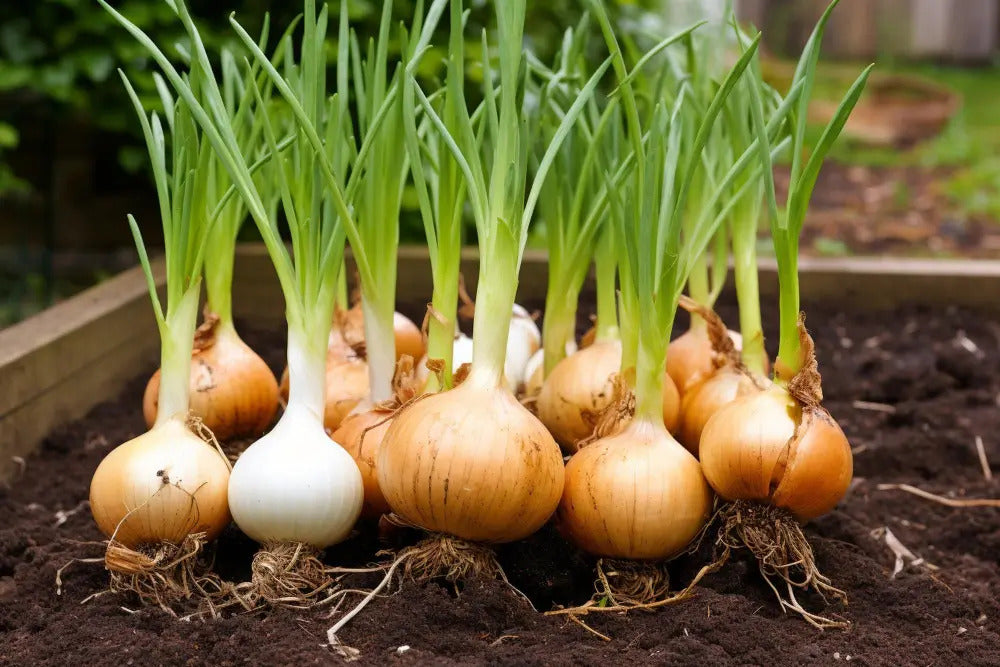 Allium cepa Brown Onion seeds for planting in vegetable patch and home garden