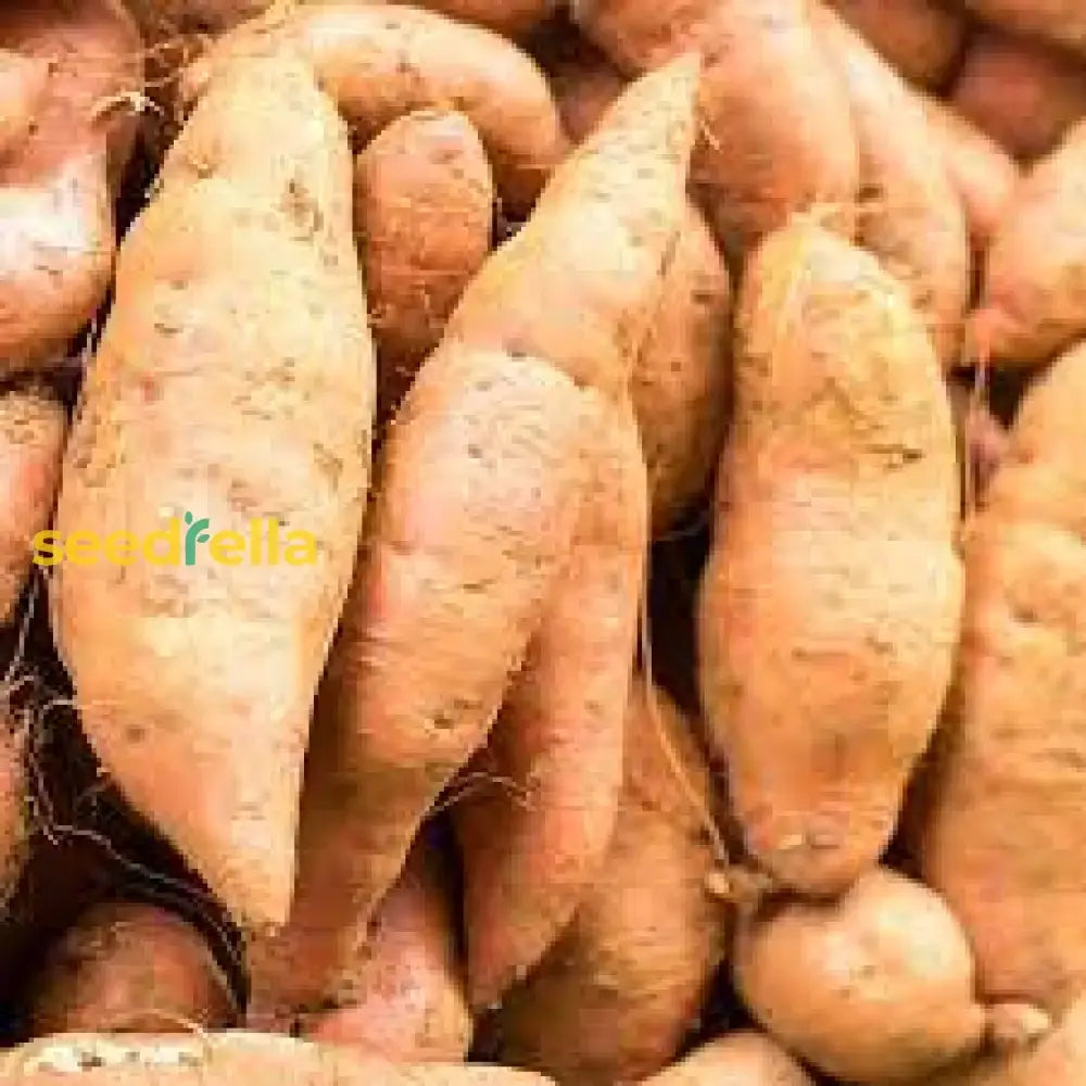 Brown Orange Sweet Potato Seeds For Planting  Perfect Your Garden Vegetable Seeds