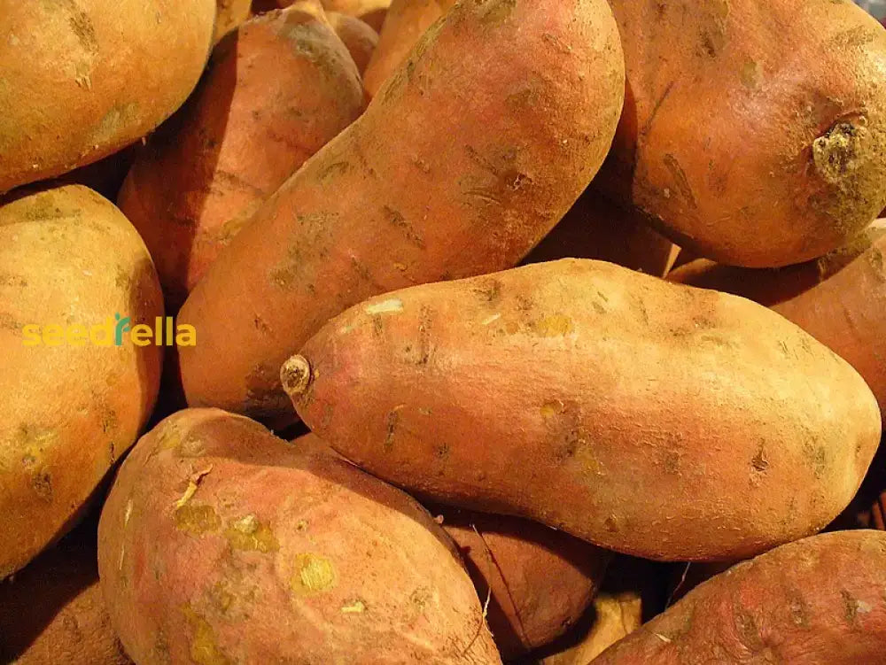 Brown Orange Sweet Potato Seeds For Planting  Perfect Your Garden Vegetable Seeds