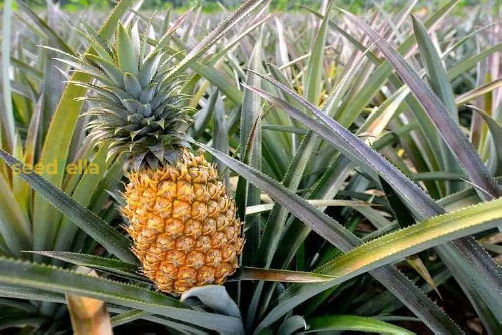 Brown Pineapple Seeds For Planting  Grow Your Own Fruit