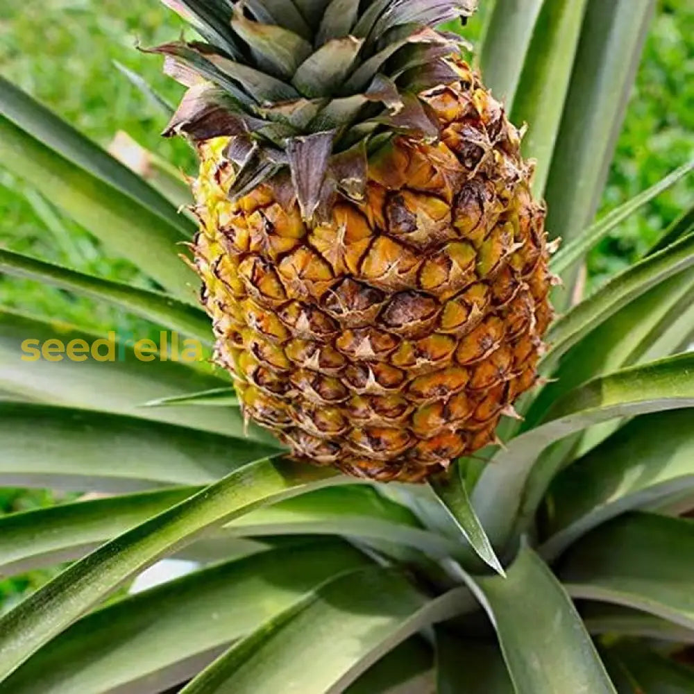 Brown Pineapple Seeds for Easy Home Planting