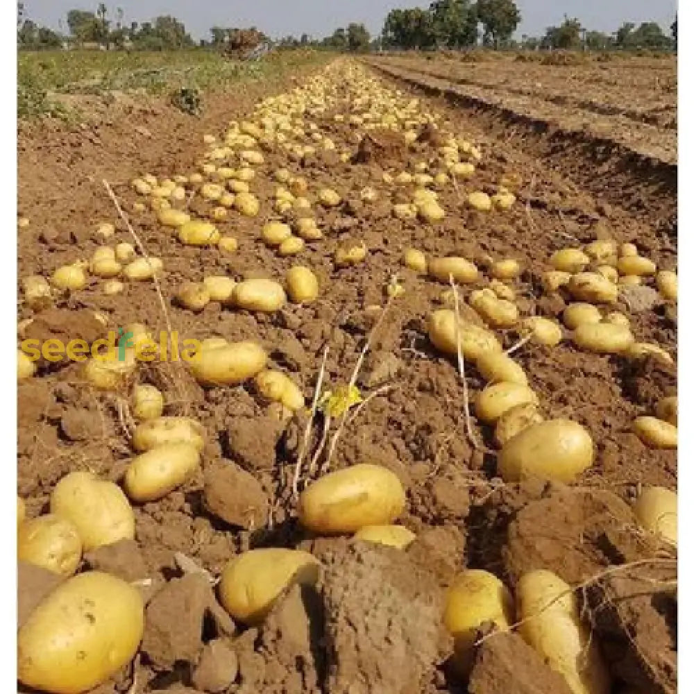 Brown Potato Vegetable Seeds For Easy Planting Seeds