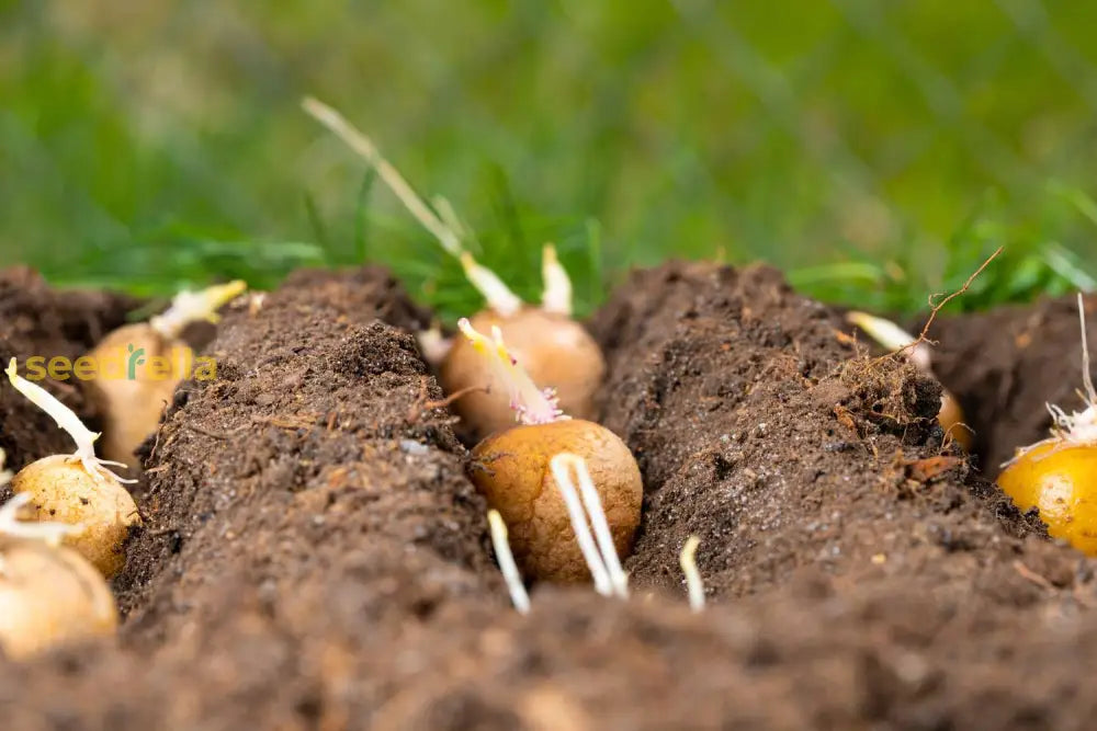 Brown Potato Vegetable Seeds For Easy Planting Seeds