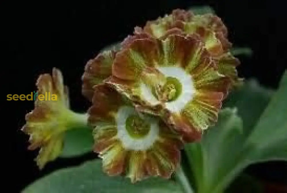 Brown Primula Auricula Flower Seeds For Planting