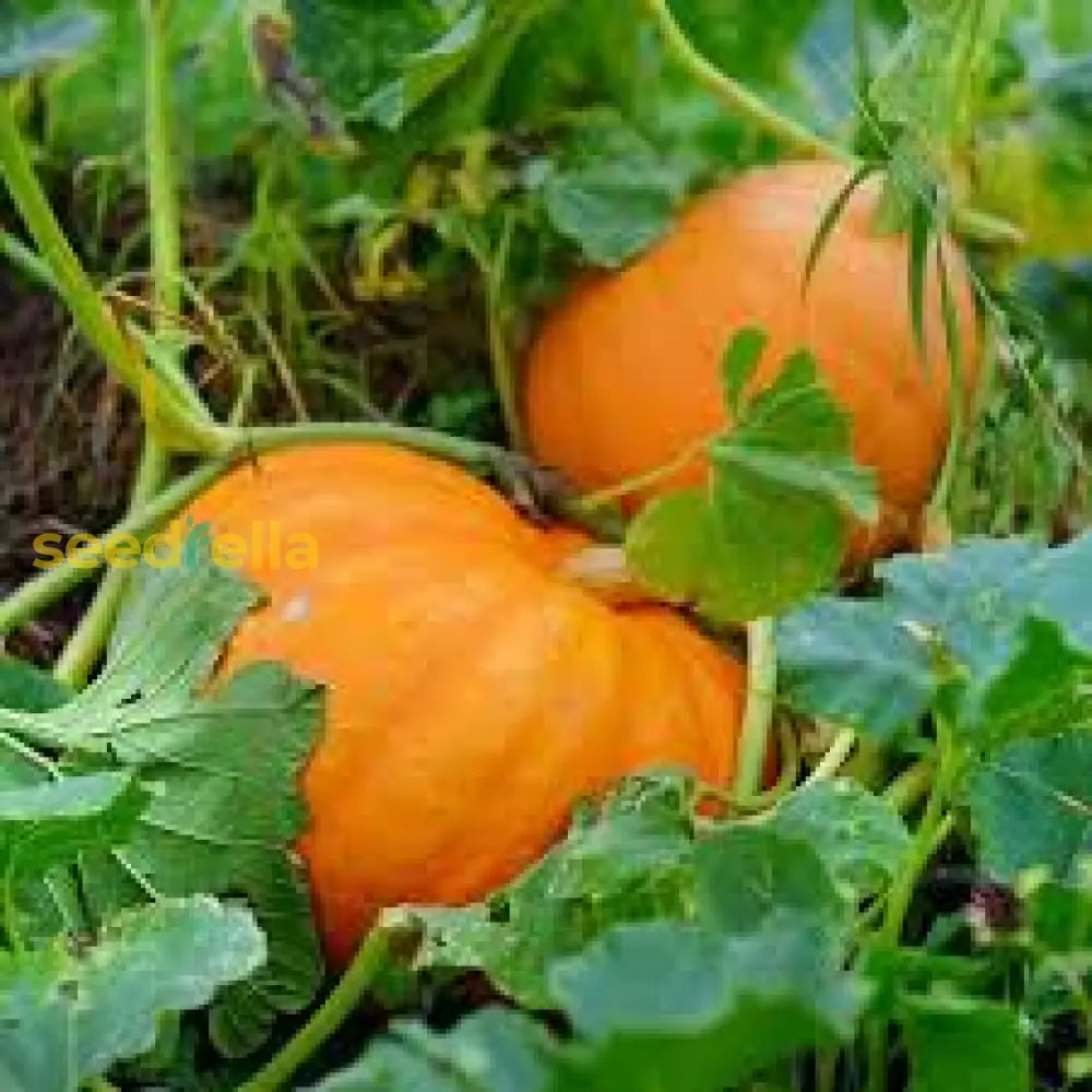 Brown Pumpkin Seeds For Planting - Grow Your Own Harvest Vegetable Seeds