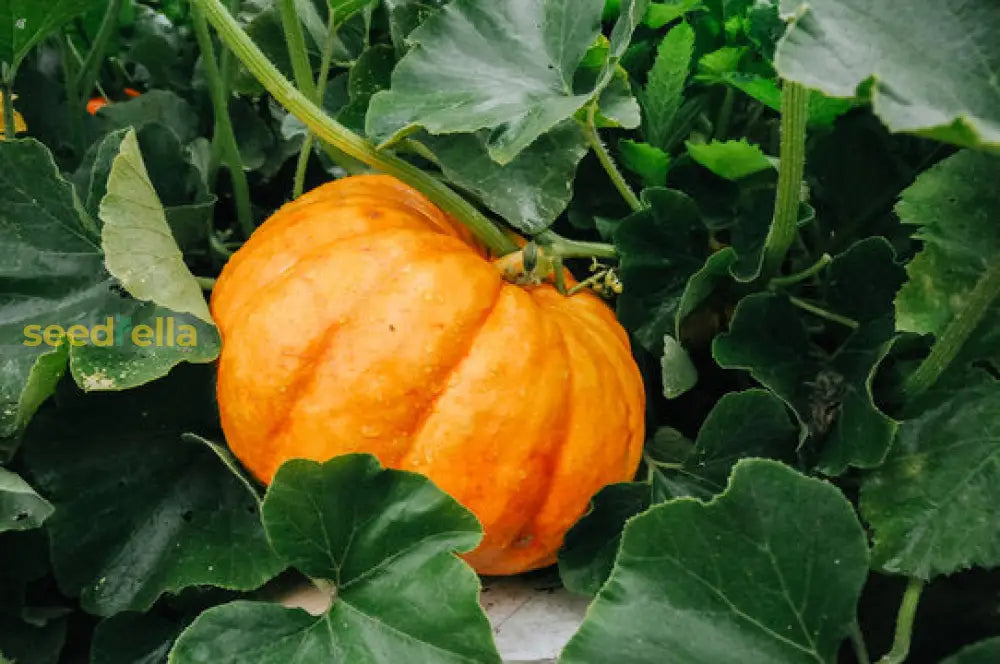 Brown Pumpkin seeds for planting non GMO