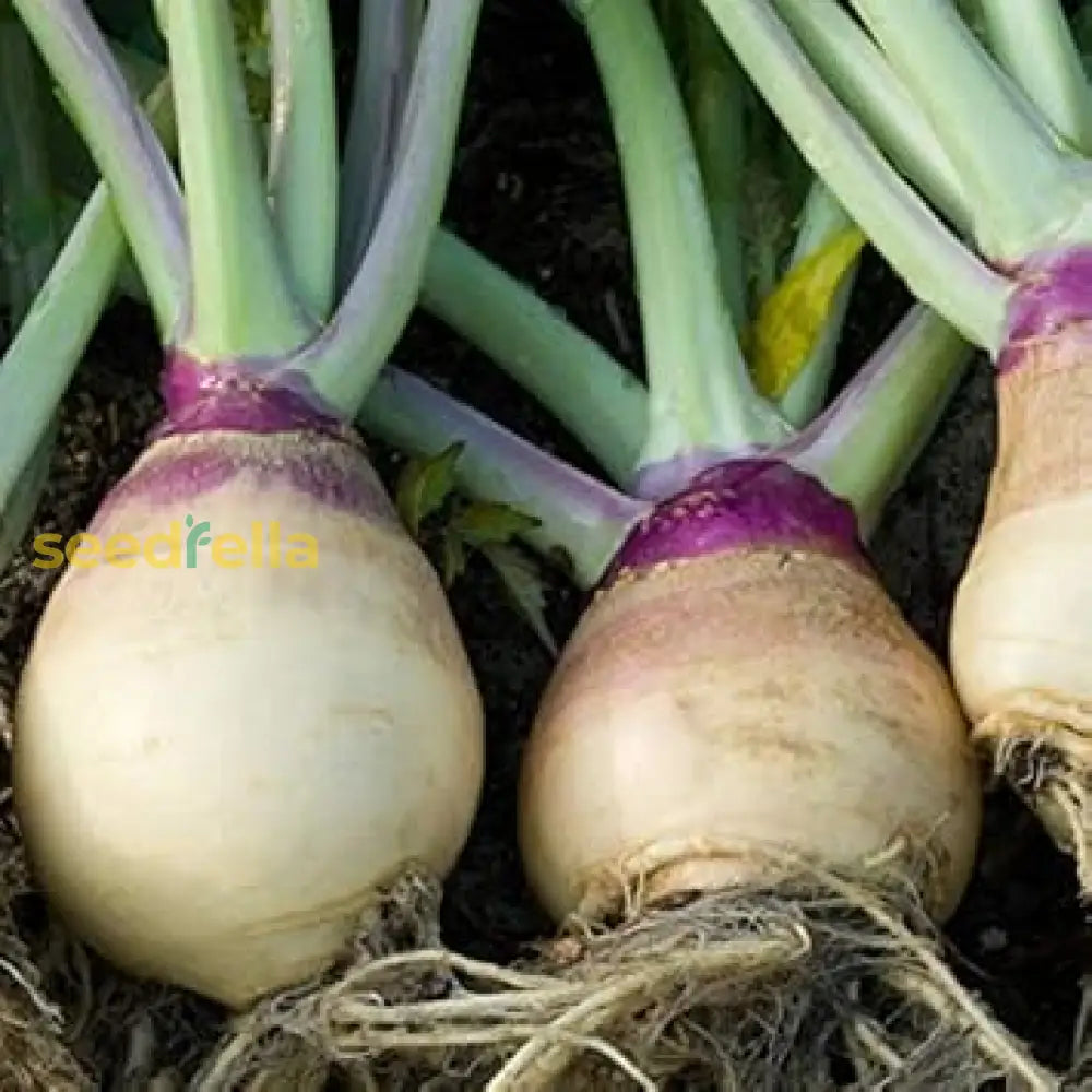 Brown Purple Rutabaga Seeds For Planting Vegetable Seeds