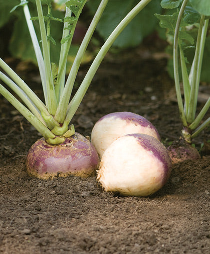 Brown Purple Rutabaga seeds for planting Non-GMO variety