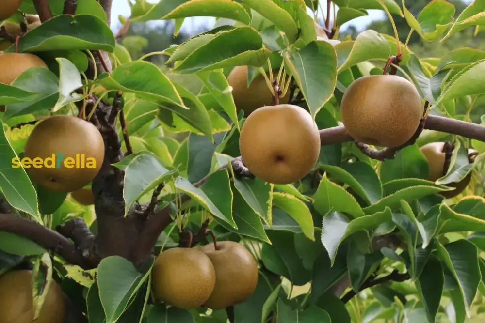 Brown Pyrus Pyrifolia Seeds For Planting Fruit