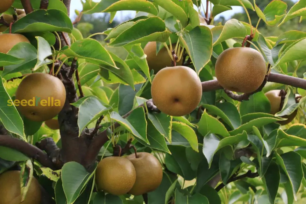 Brown Pyrus Pyrifolia Seeds For Planting Fruit