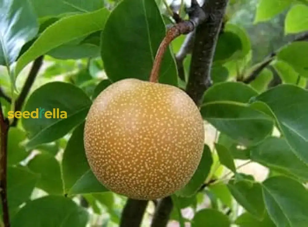 Brown Pyrus Pyrifolia Seeds For Planting Fruit