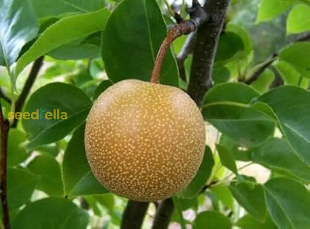 Brown Pyrus Pyrifolia Seeds for Planting Sweet Asian Pear Trees