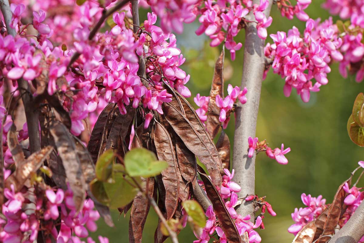 Brown Redbud seeds for borders and garden beds
