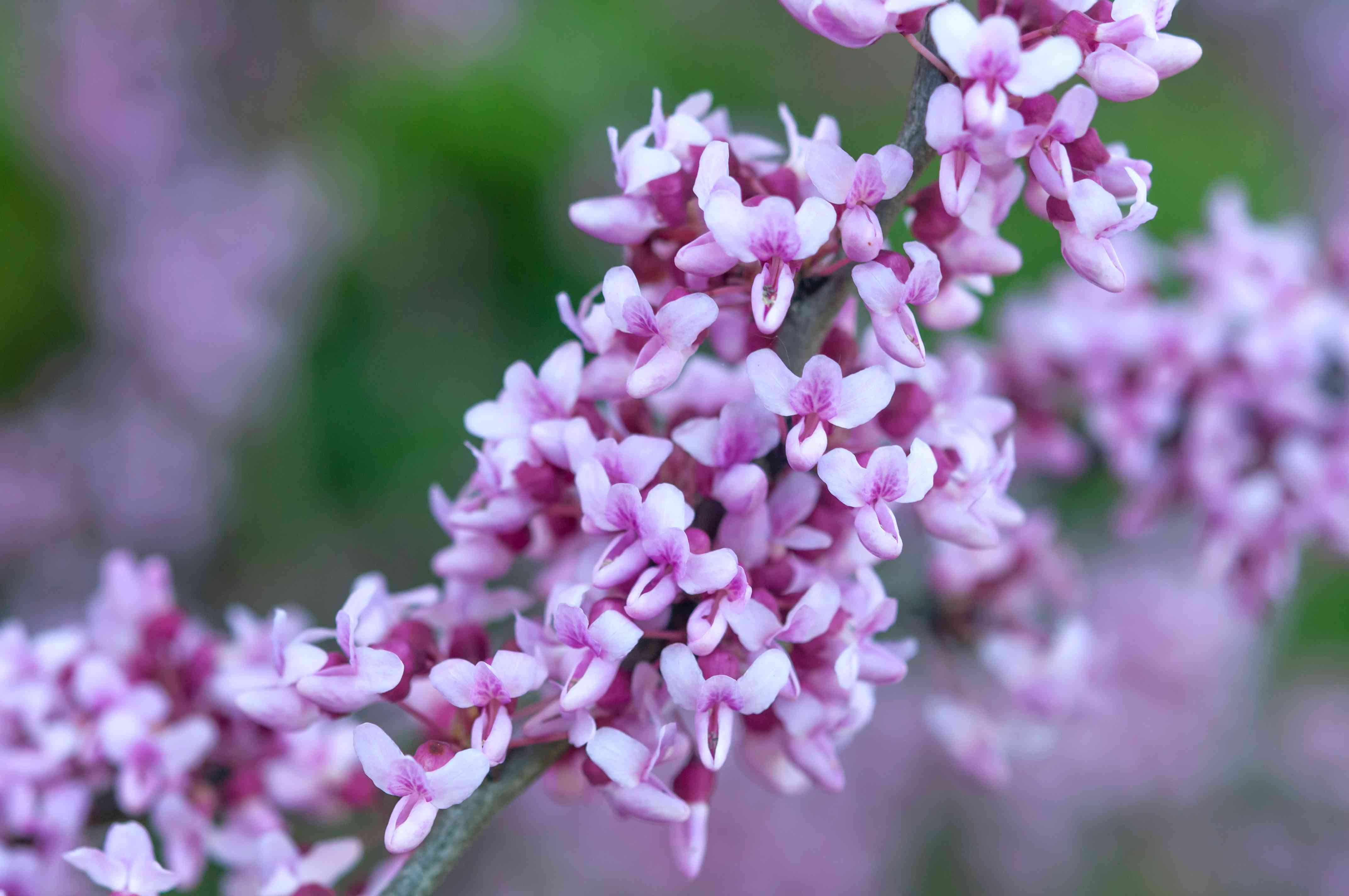 Brown Redbud seeds for low-maintenance garden planting
