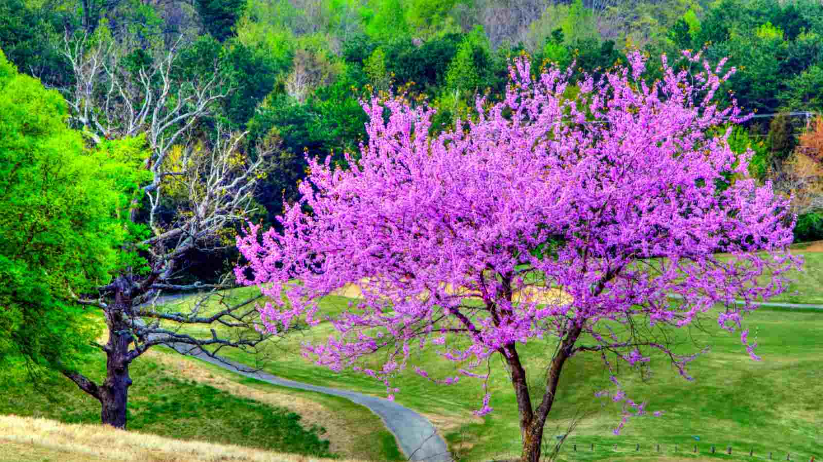 Brown Redbud tree seeds for vibrant garden blooms
