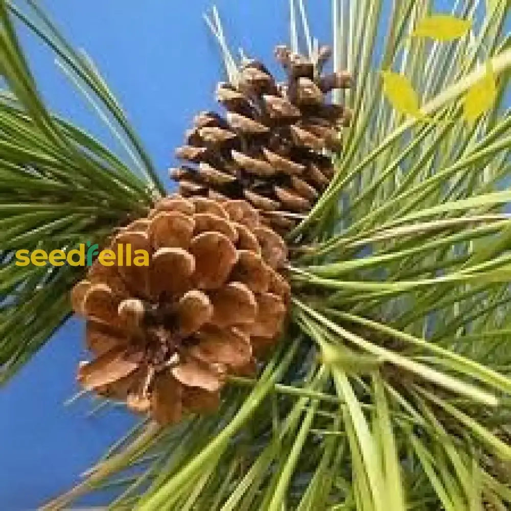 Brown Resinosa Tree Seeds For Planting Fruit