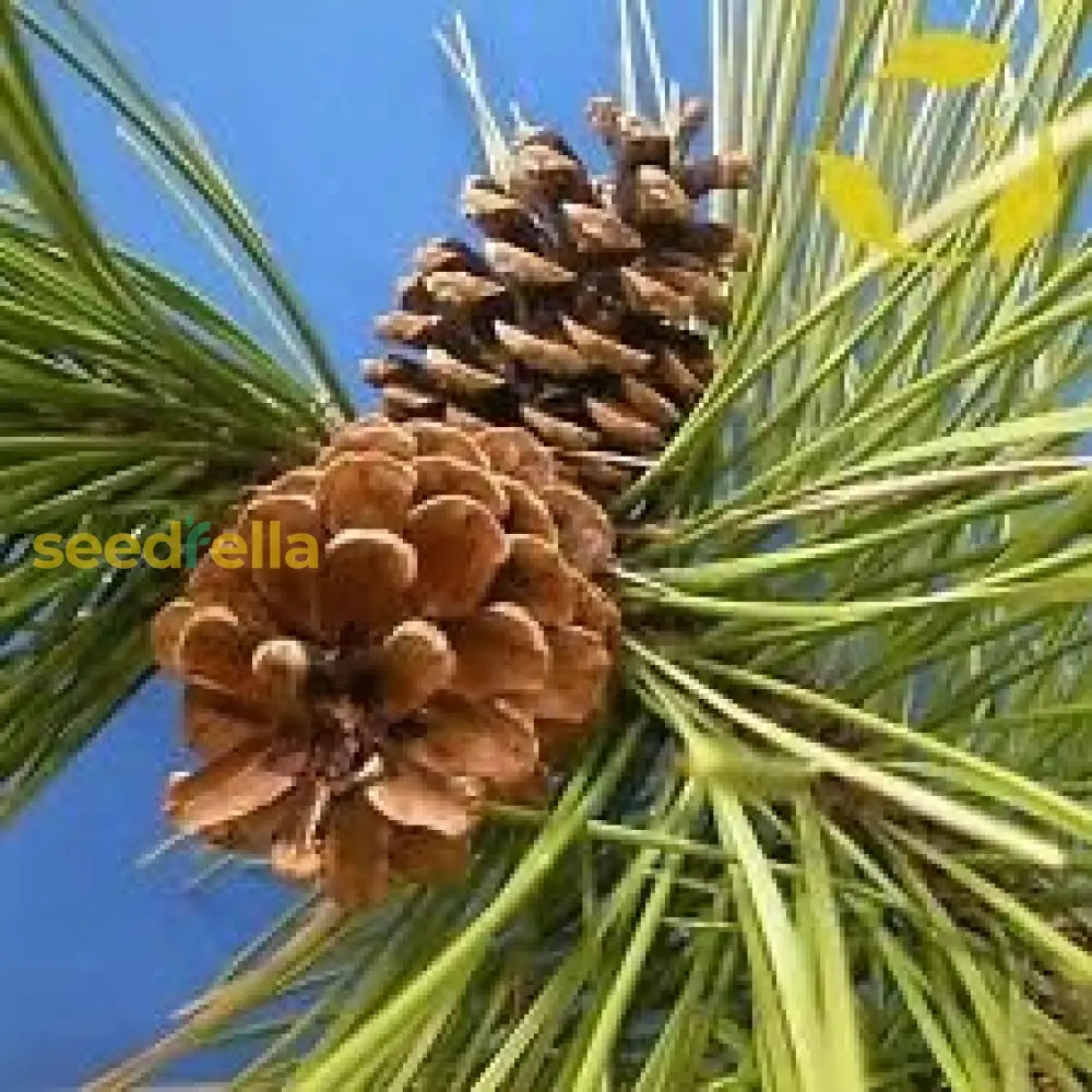 Brown Resinosa Tree Seeds for Planting Non-GMO Red Pine Seeds