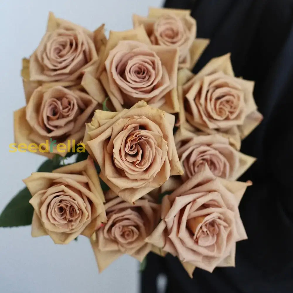 Brown Rose Flower Seeds For Easy Planting