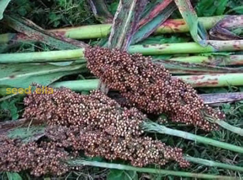 Brown Sorghum seeds for planting in garden or field