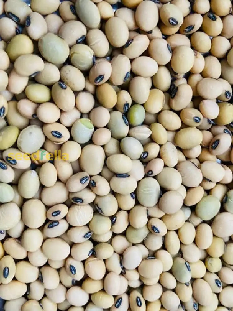Brown Soybean seedlings sprouting in soil