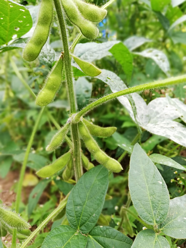 Brown Soybean seeds for planting non GMO