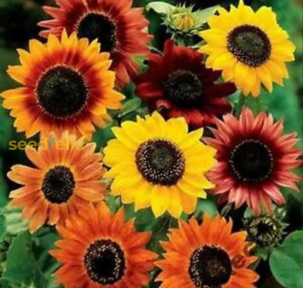 Brown Sunflower Seeds For Planting Flower