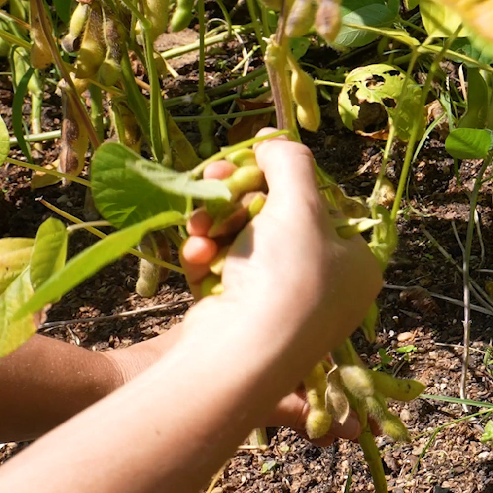 Harvest-ready Brown Sweet Soybeans from seeds