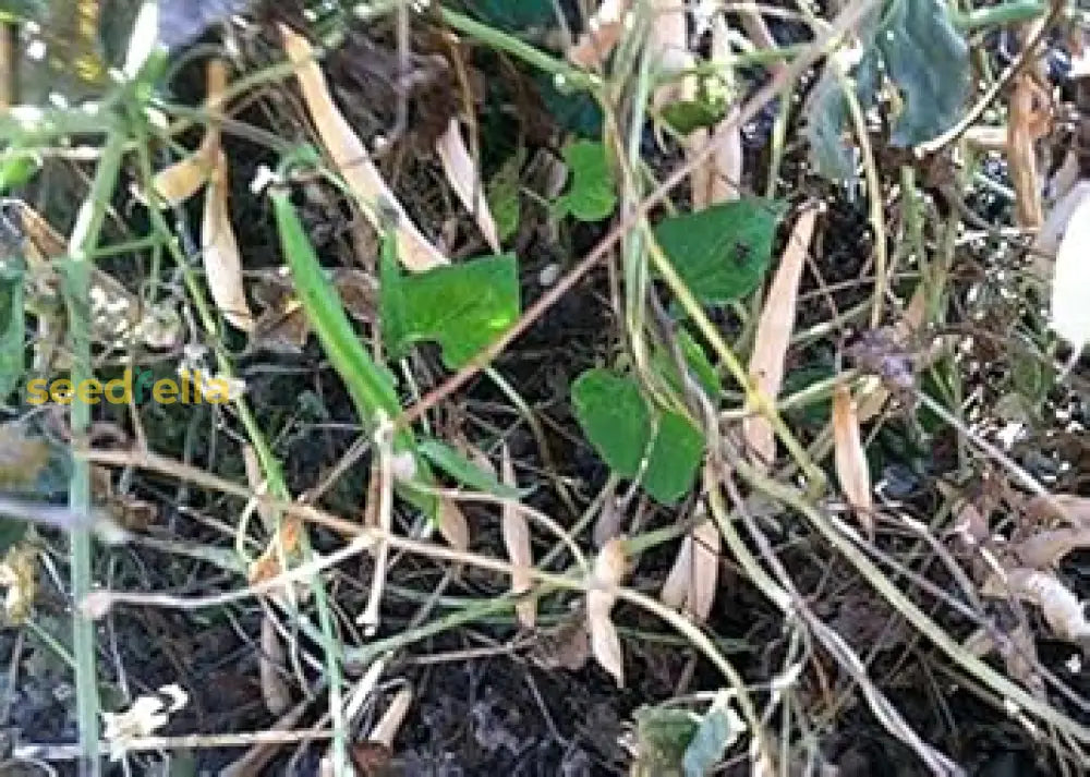 Brown Tepary Bean seeds for planting in home vegetable gardens