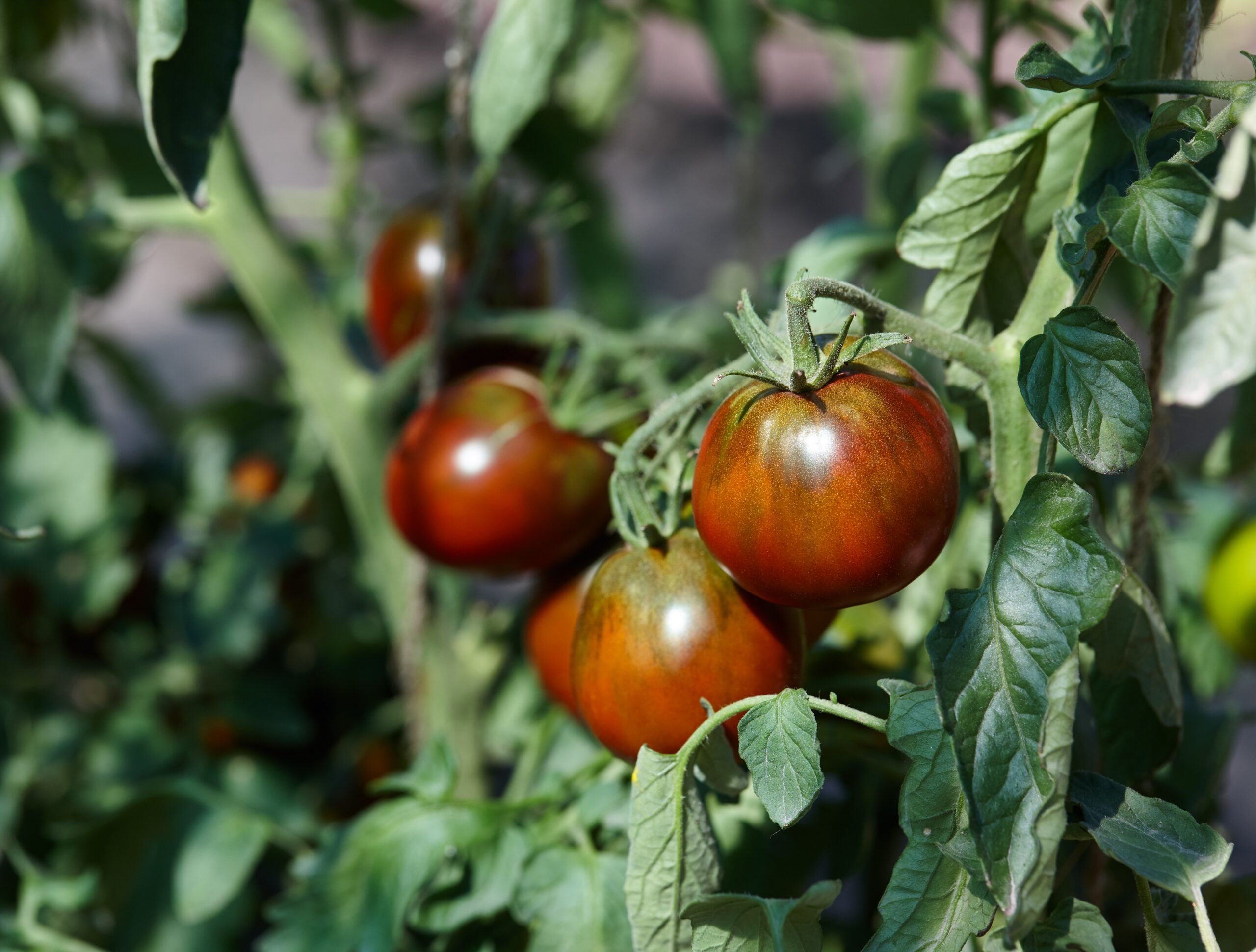 Freshly harvested brown tomatoes from garden