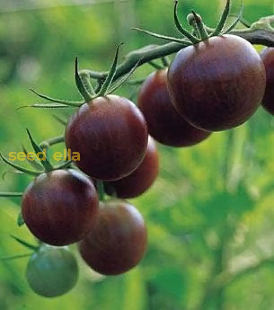 Brown Tomato Seeds For Planting