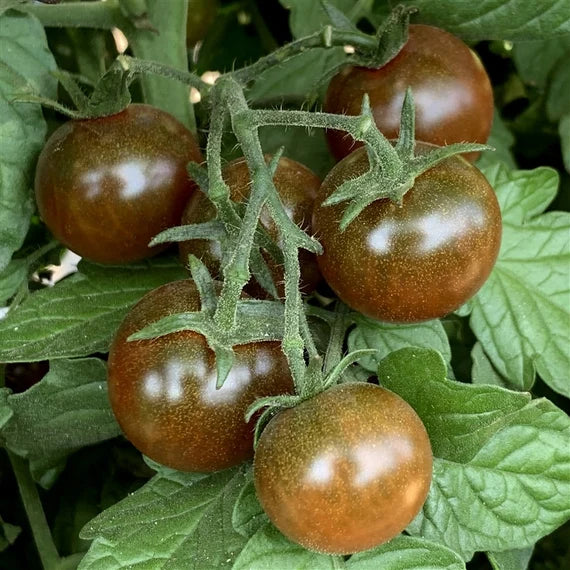 Brown Tomato seeds for planting in home gardens, non GMO variety