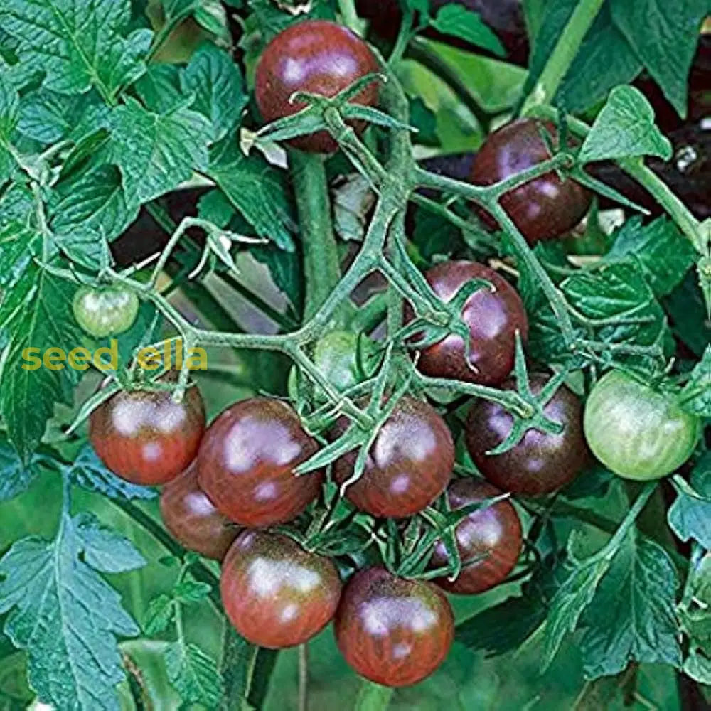 Brown Tomato Vegetable Seeds For Growing Seeds