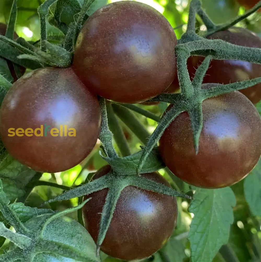 Brown Tomato Vegetable Seeds For Nutritious And Flavorful Gardens - Perfect Planting Seeds