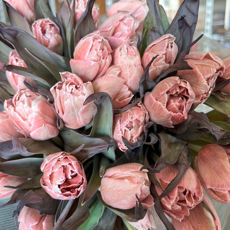 Brown Tulip Flower Seeds for Planting