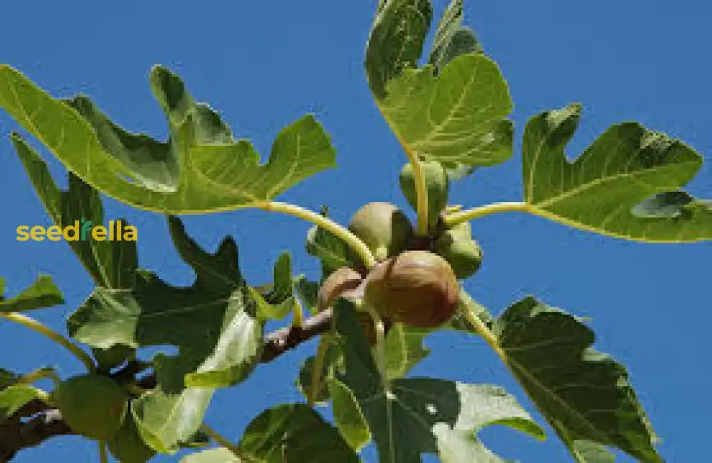 Brown Turkey Fig Seeds For Planting Tree