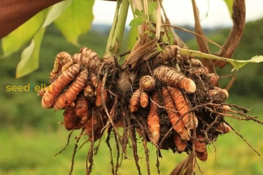 Brown Turmeric Plant Seeds – Perennial Herbal Plant for Zones 8–11