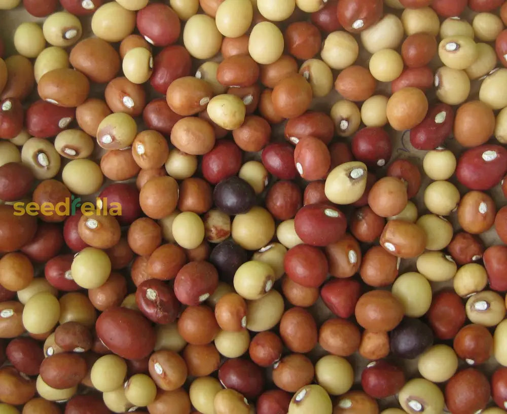 Brown Vigna Subterranea Seeds For Planting Herb