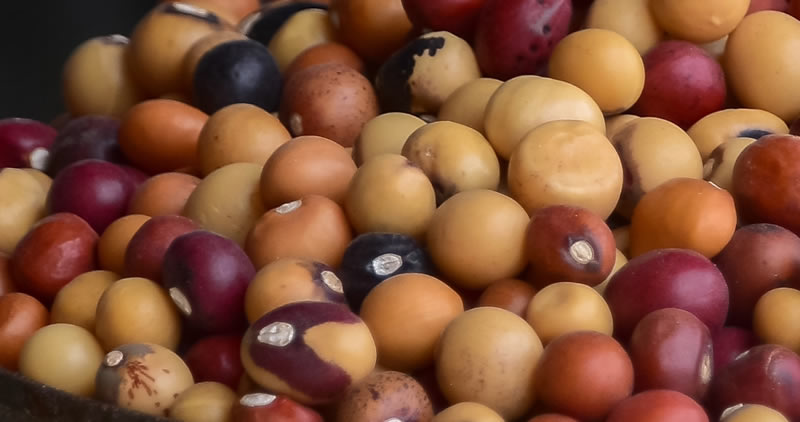 Brown Vigna Subterranea Seeds – Easy-to-Grow Groundnut Variety