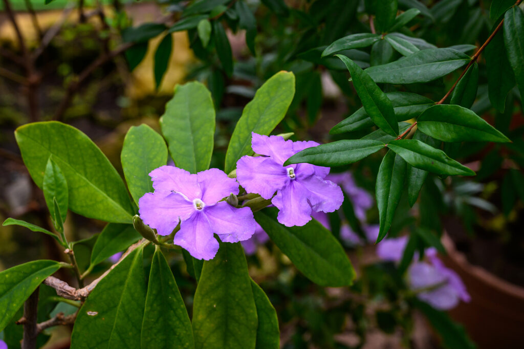 Brunfelsia flower seeds with unique color changing blooms