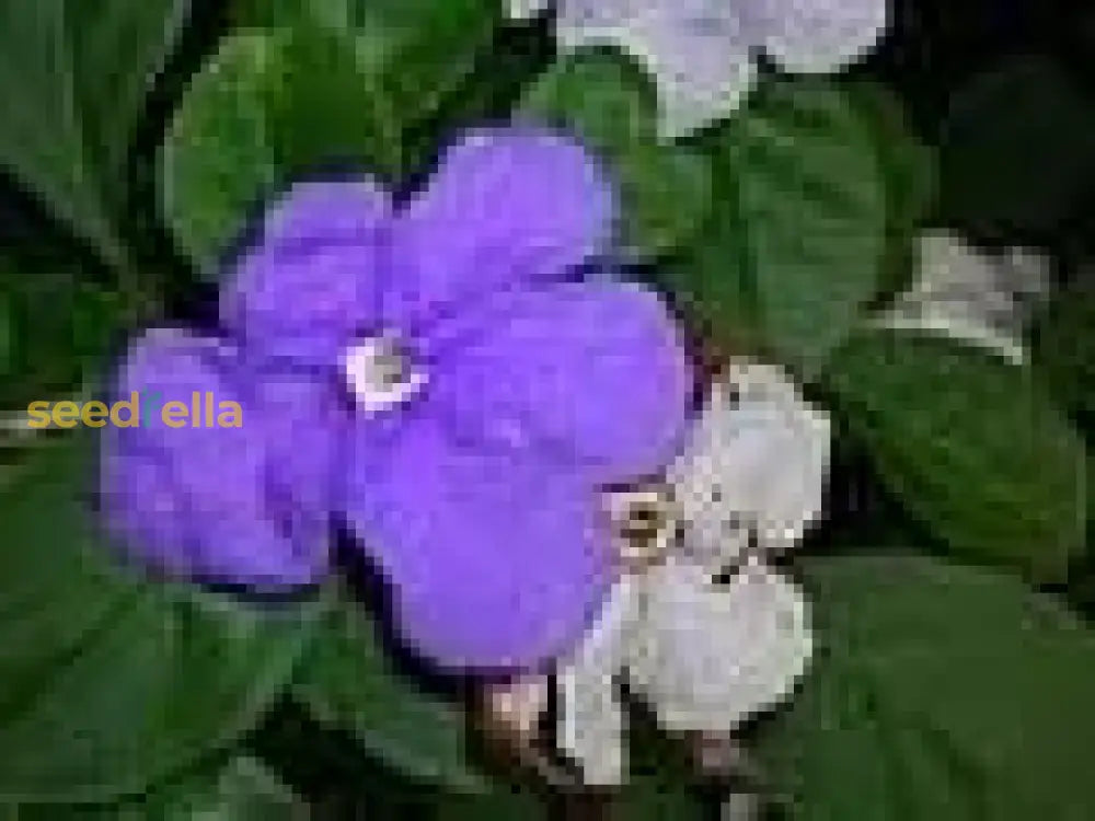 Brunfelsia Flower Seeds: Planting Guide For Successful Growth Seeds