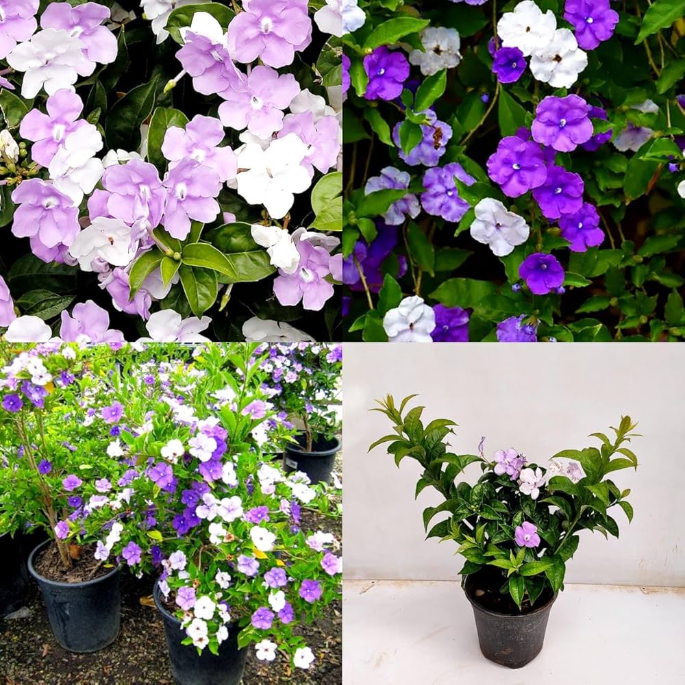 Brunfelsia garden flower seeds vibrant blooming plants