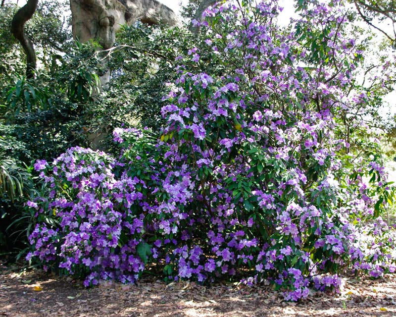 Purple Brunfelsia Pauciflora Flower seeds for Planting - Cottage Garden Essential, Heirloom & GMO Free Seeds for Home Garden
 
 Sale seeds for home garden