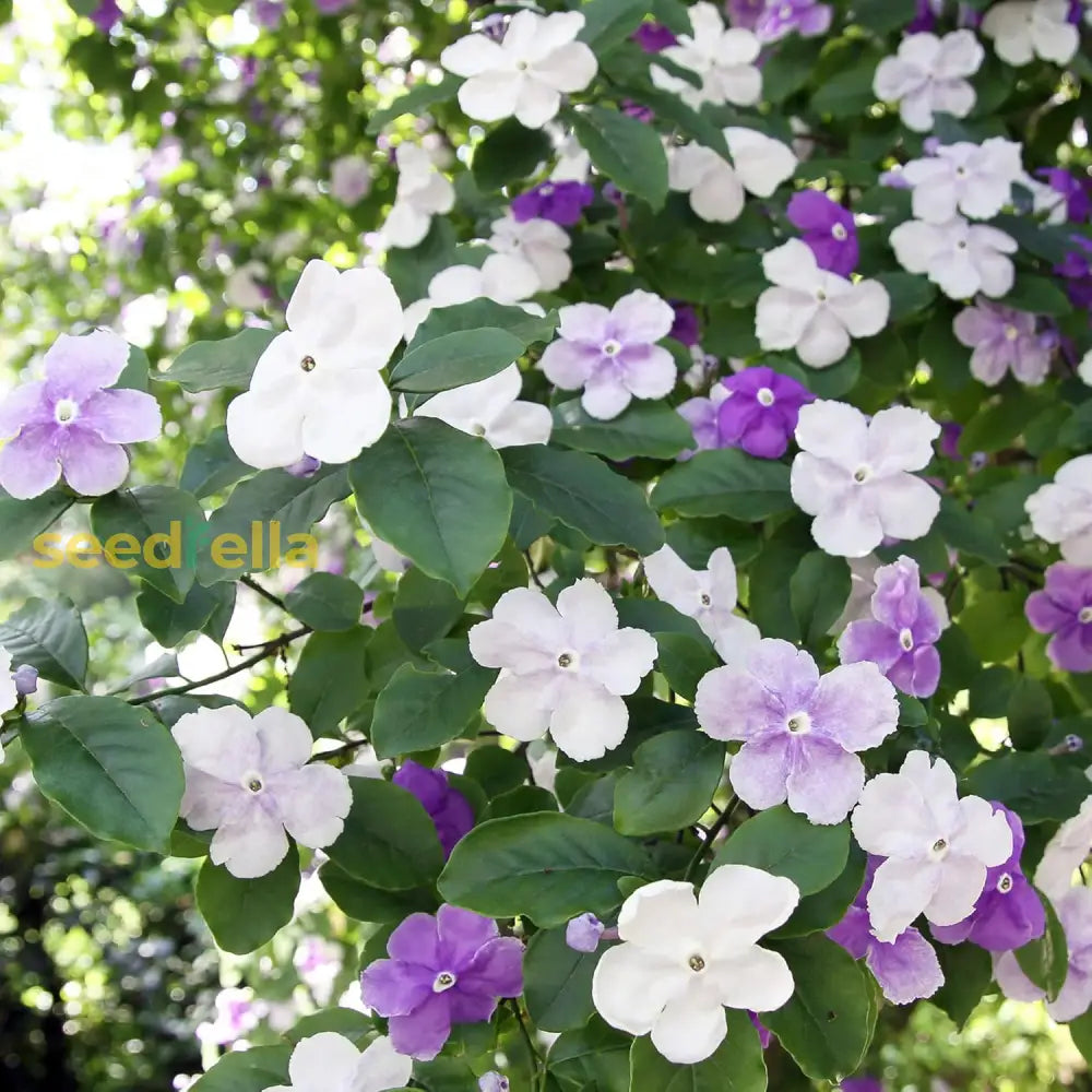 Brunfelsia Pauciflora Seeds Yesterday-Today-And Tomorrow Plant Perennial Deer Resistant Fragrant